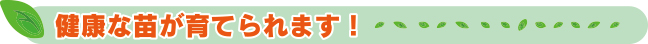 健康な苗が育てられます！
